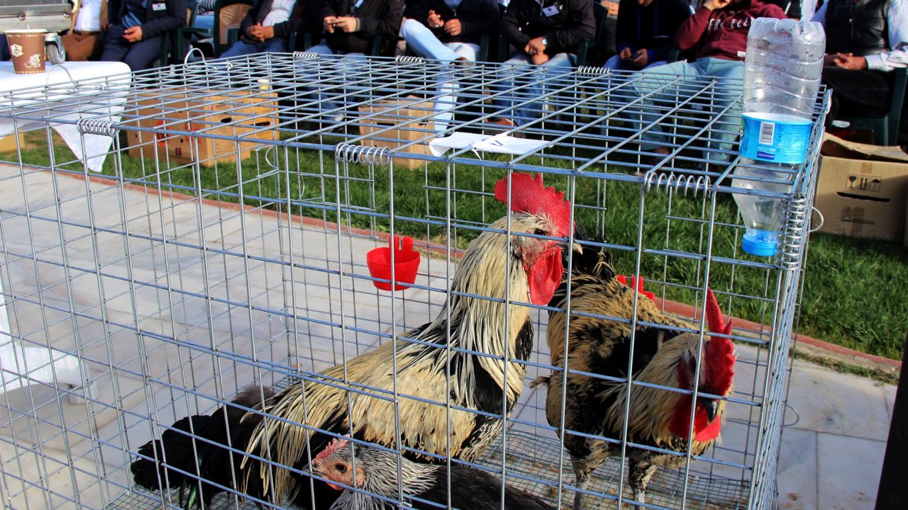 Süs tavuğu yetiştiricileri müzayedede buluştu