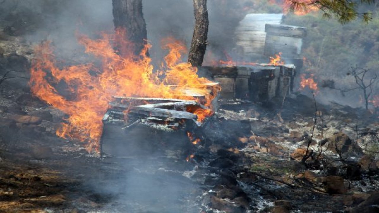 Orman yangınında arı kovanları kül oldu