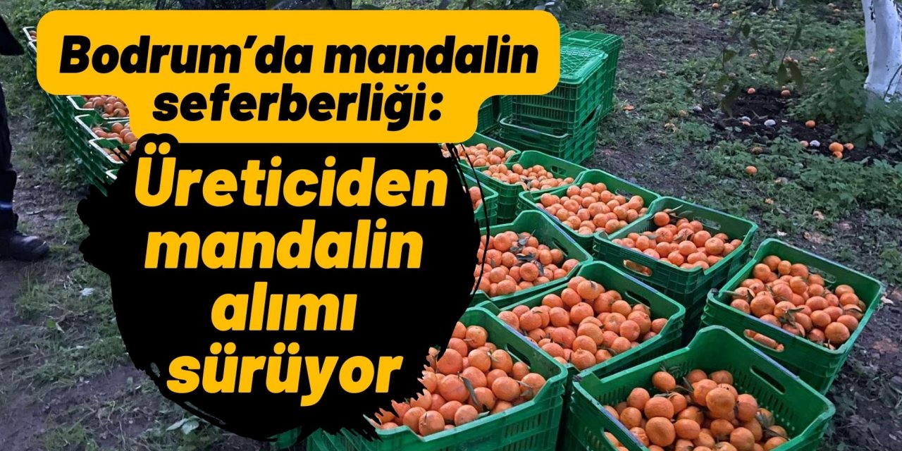 Bodrum’da mandalin seferberliği: Üreticiden mandalin alımı sürüyor