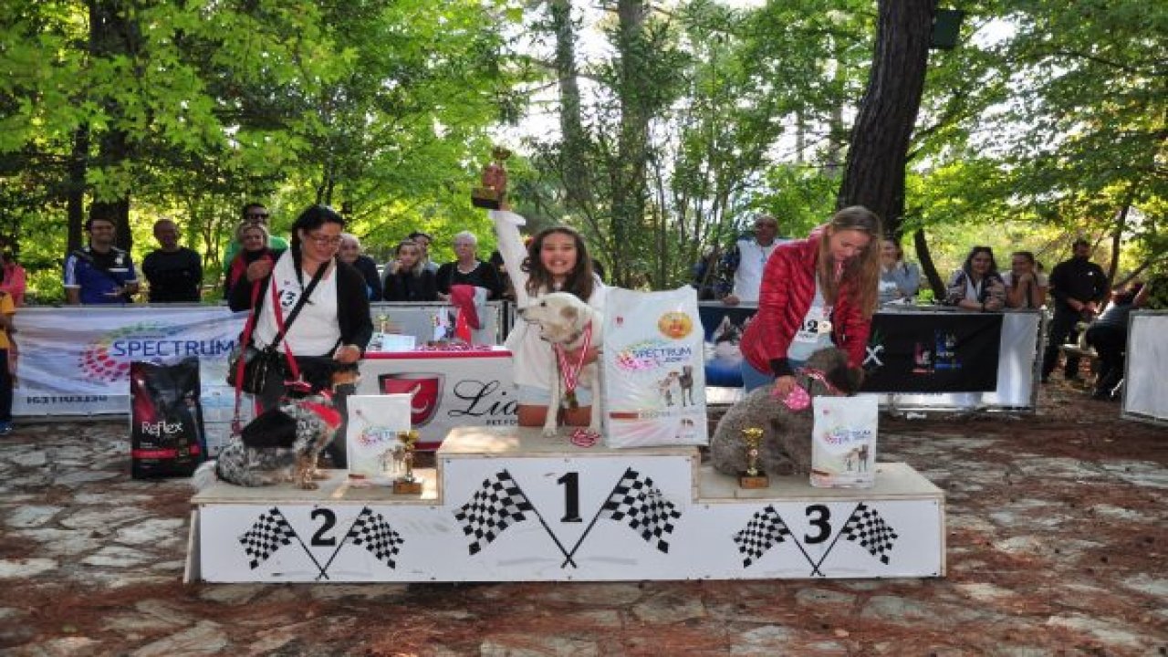 En güzel köpekler seçildi