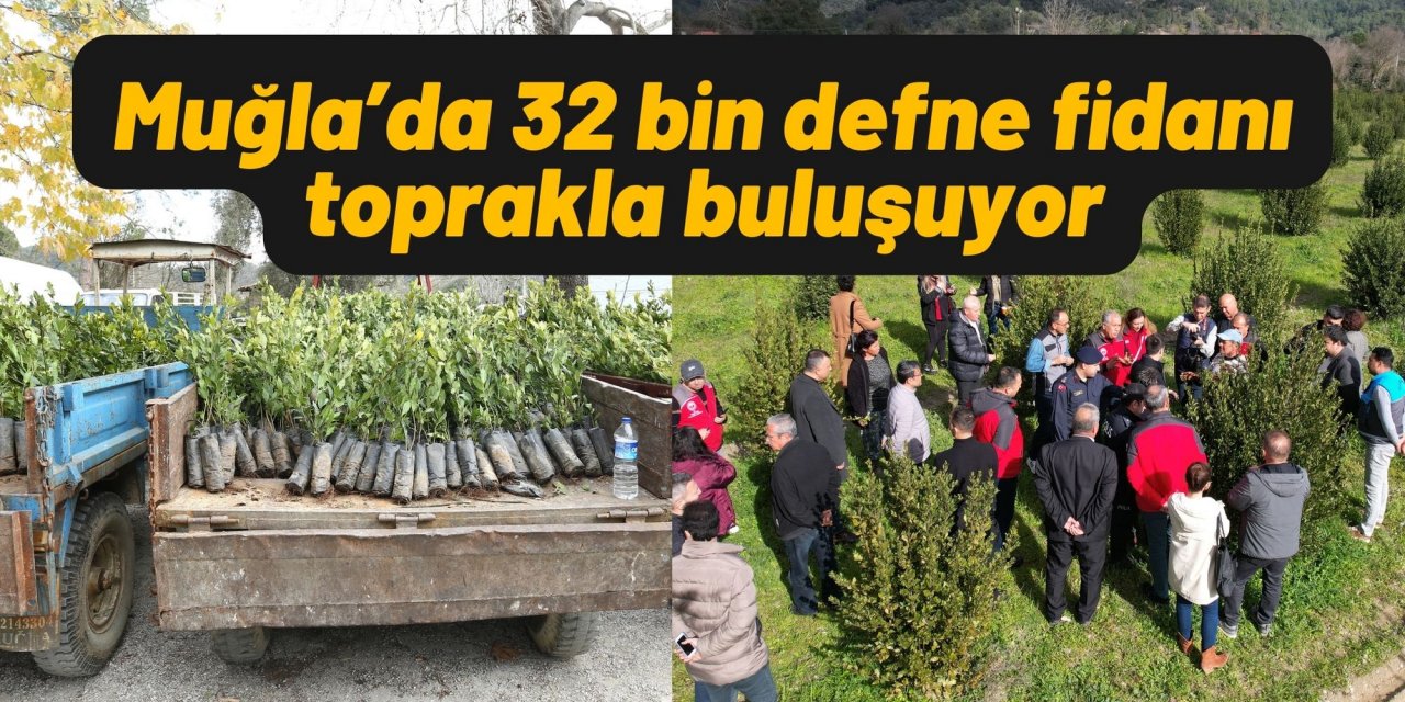 Muğla’da 32 bin defne fidanı toprakla buluşuyor