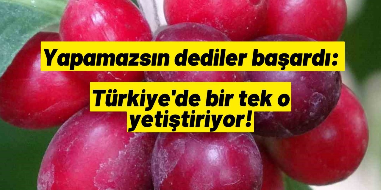 Yapamazsın dediler başardı: Türkiye'de bir tek o yetiştiriyor!