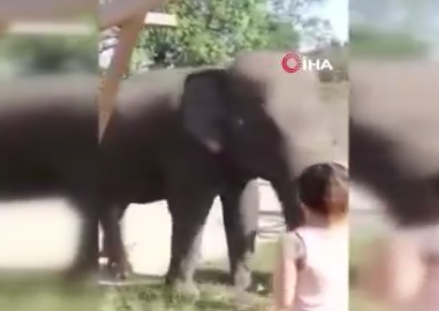 Fil, sahibini ezerek öldürdü! Dehşete düşüren anlar kamerada