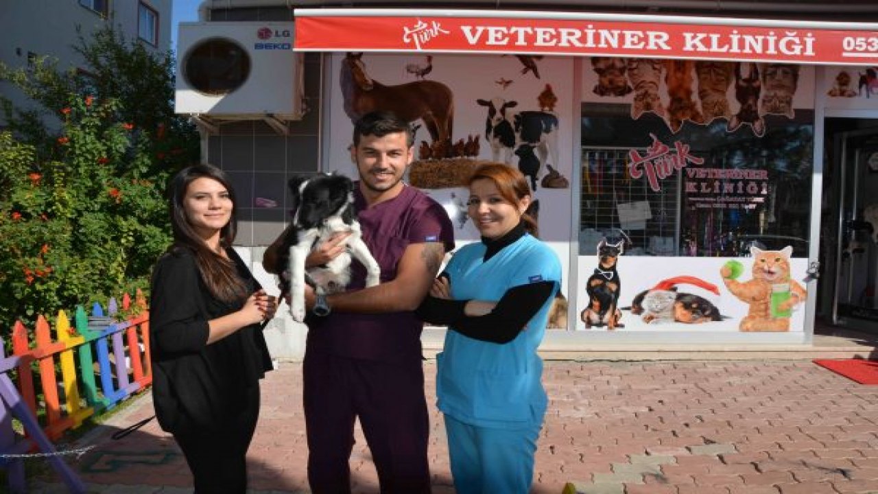 Yavru köpek sahibini arıyor