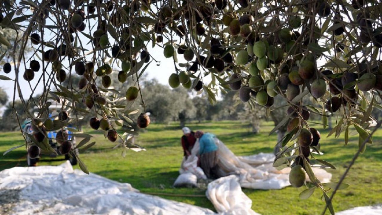 Zeytin Hasat Şenliği