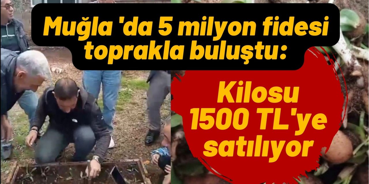 Muğla'da 5 milyon fidesi toprakla buluştu: Kilosu 1500 TL'ye satılıyor