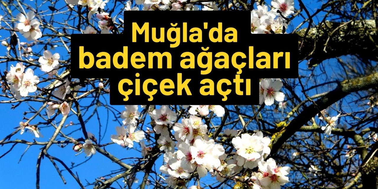 Muğla'da badem ağaçları çiçek açtı