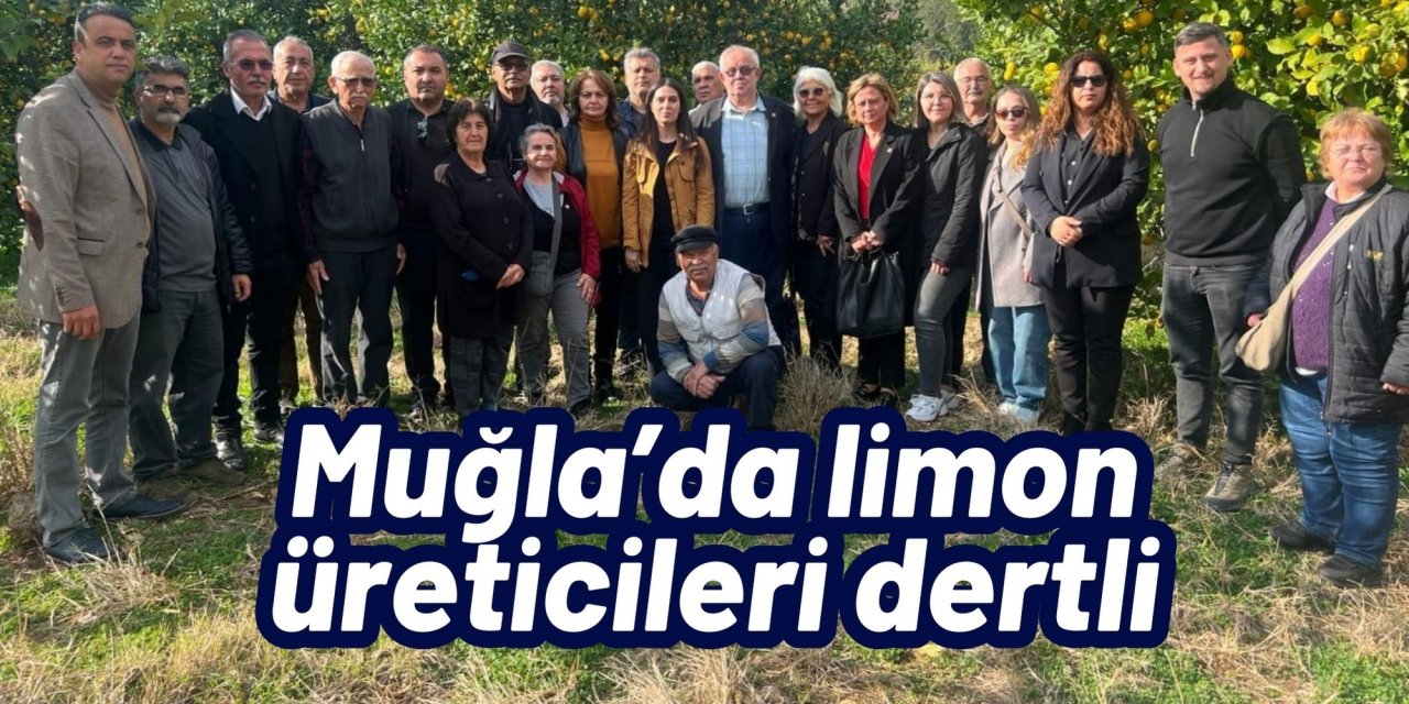 Muğla’da limon üreticileri dertli
