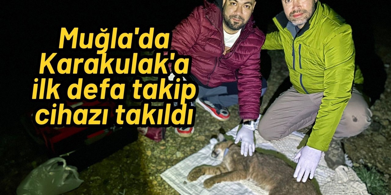 Muğla'da Karakulak'a ilk defa takip cihazı takıldı
