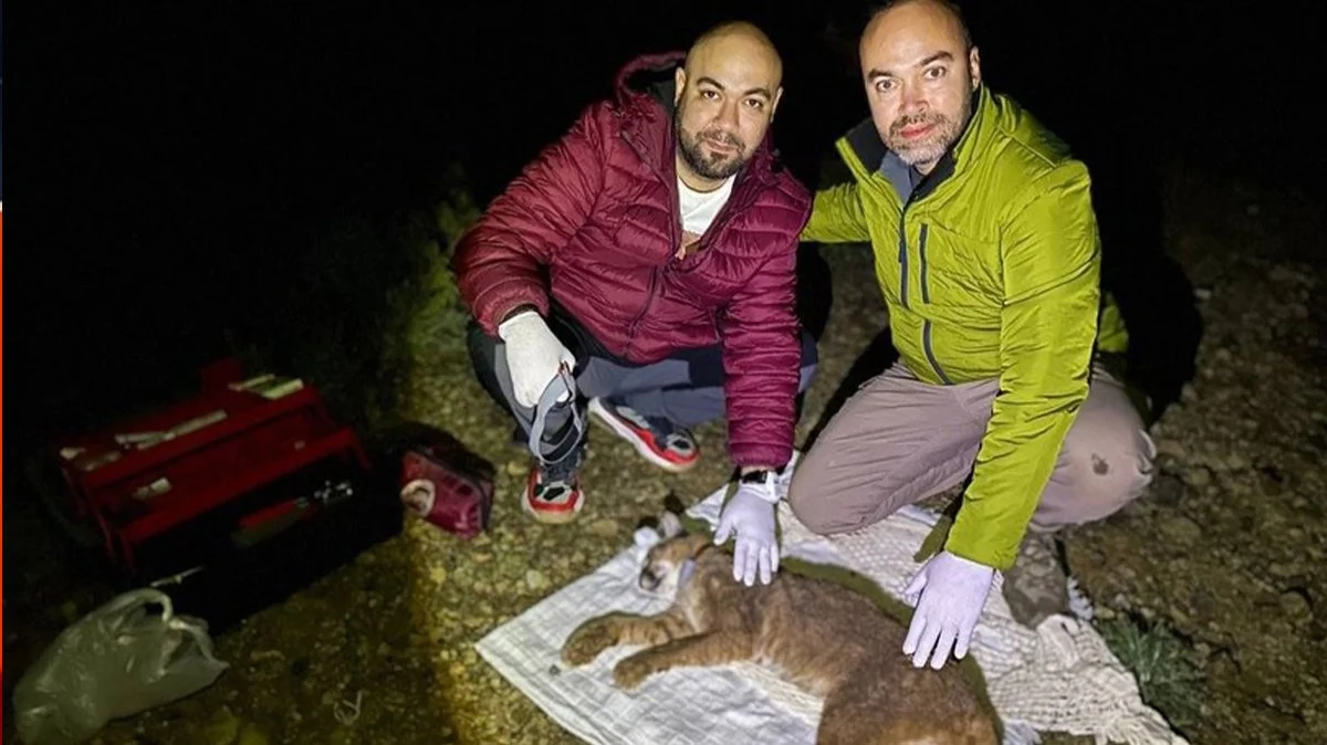 Türkiye'de bir ilk! Ormanın Hayaleti yakalandı