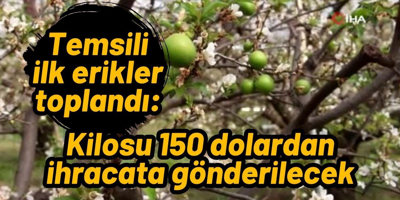 Temsili ilk erikler toplandı: Kilosu 150 dolardan ihracata gönderilecek