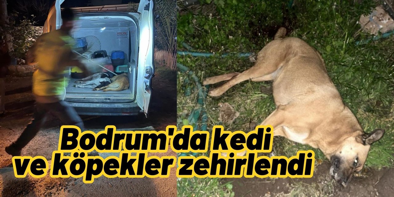 Bodrum'da kedi ve köpekler zehirlendi