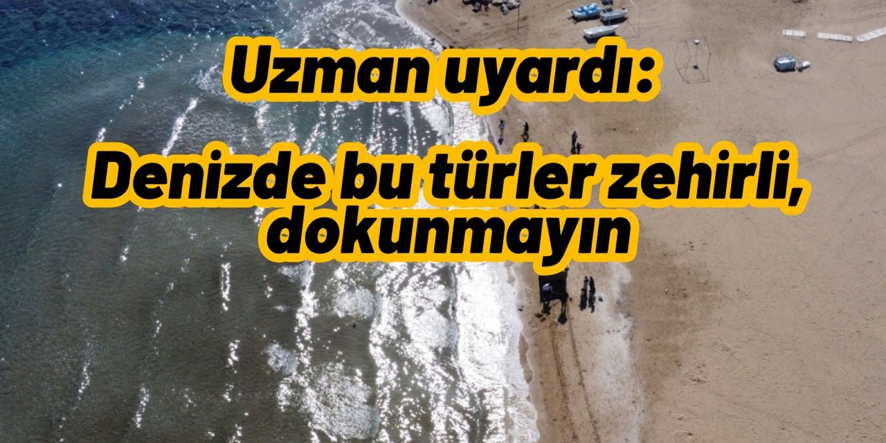 Uzman uyardı: Denizde bu türler zehirli, dokunmayın