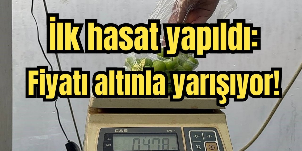 İlk hasat yapıldı: Fiyatı altınla yarışıyor!