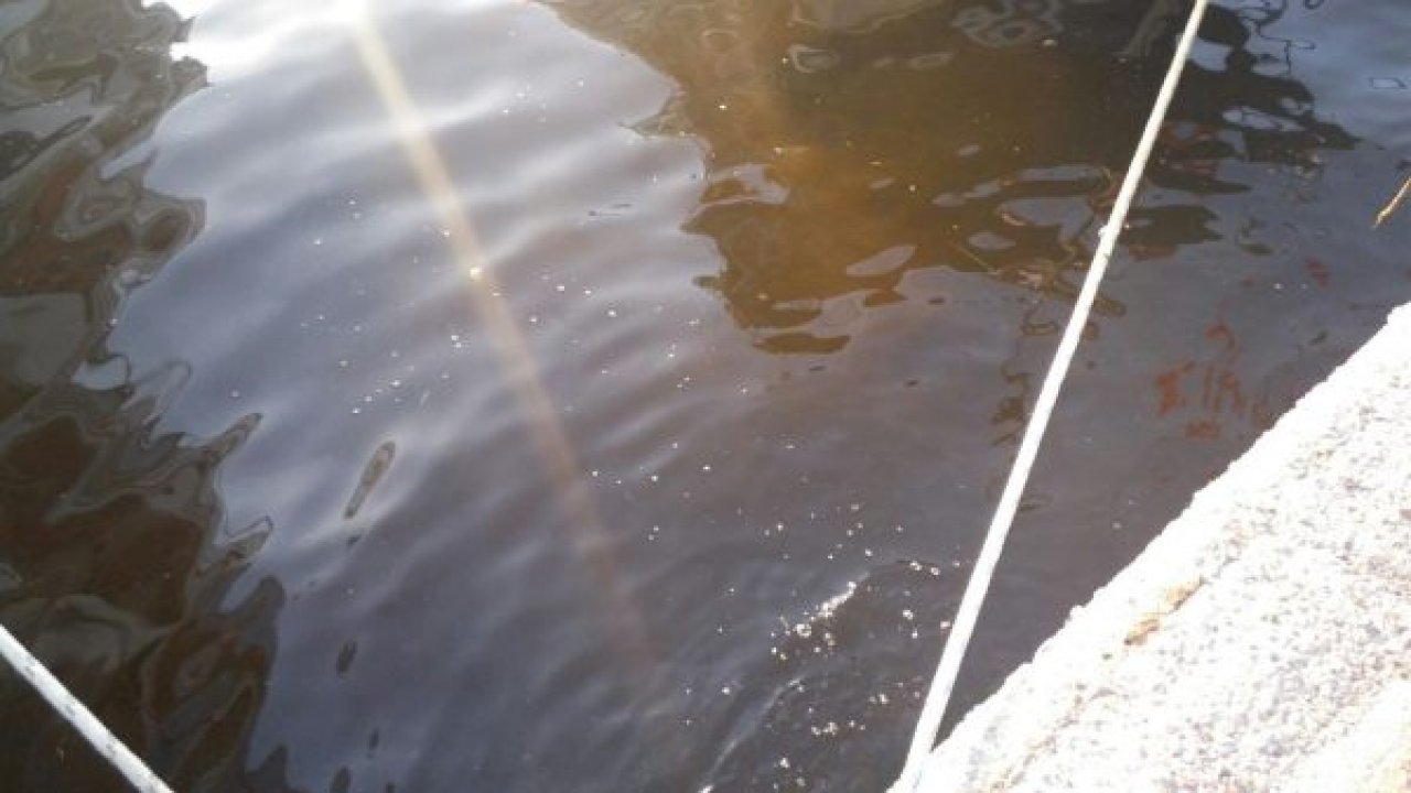 Güllük sahili kahverengiye boyandı