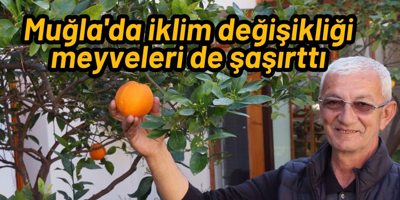 Muğla'da iklim değişikliği meyveleri de şaşırttı