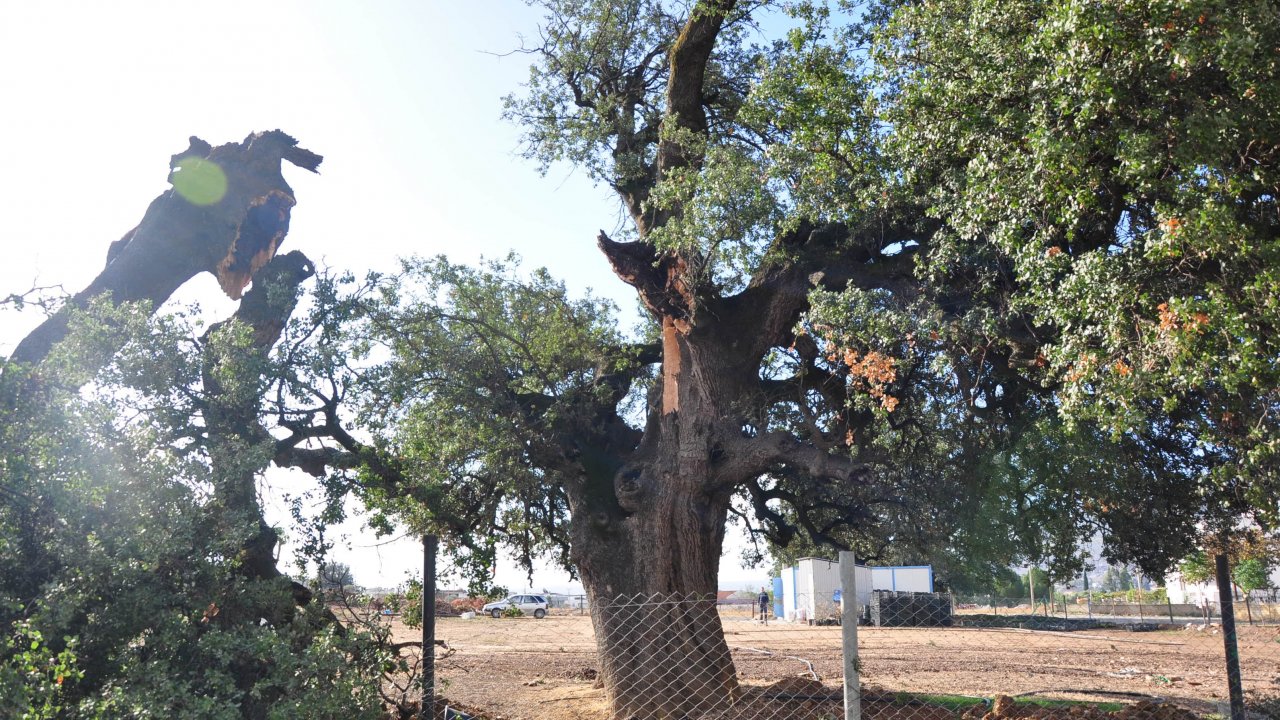 Milas'ta hortum dehşeti