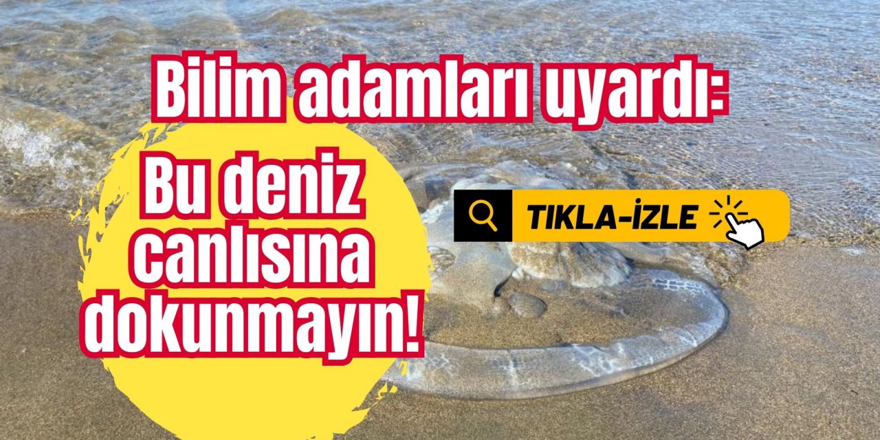 Bilim adamları uyardı: Bu deniz canlısına dokunmayın!