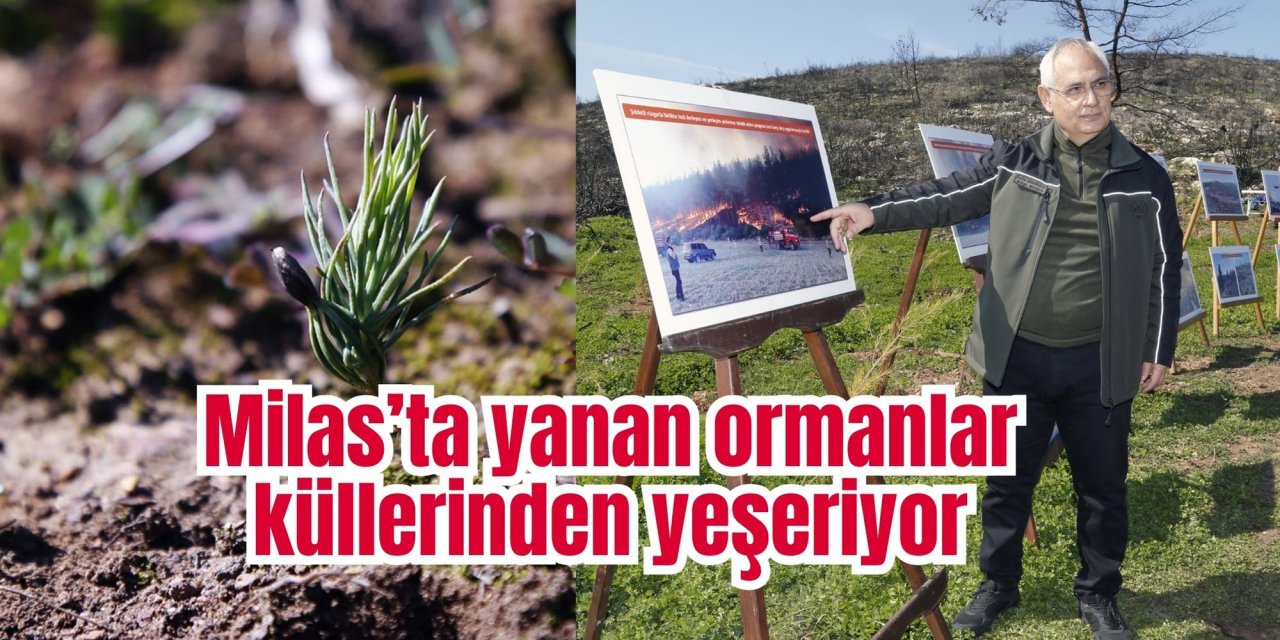 Milas’ta yanan ormanlar küllerinden yeşeriyor