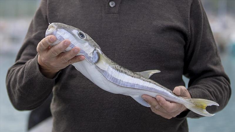 Bu balığı avlayanlara Tarım ve Orman Bakanlığı para veriyor