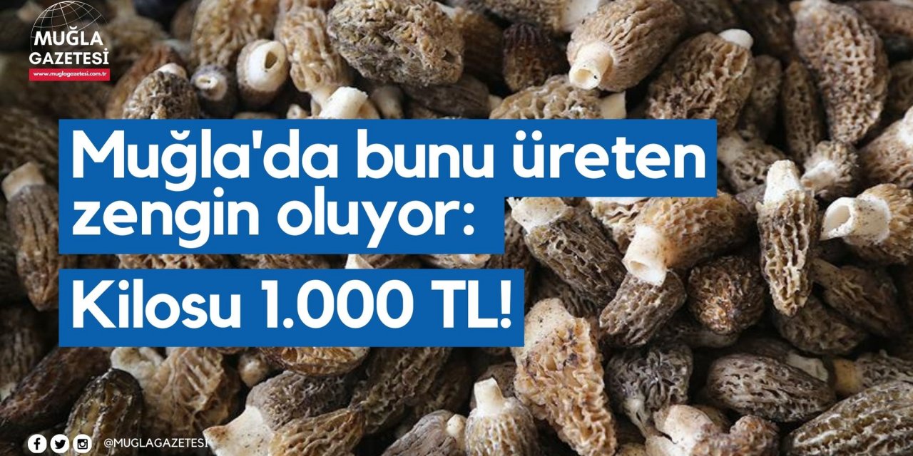 Muğla'da bunu üreten zengin oluyor: Kilosu 1.000 TL!