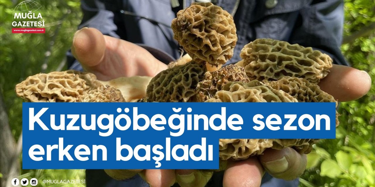 Kuzugöbeğinde sezon erken başladı
