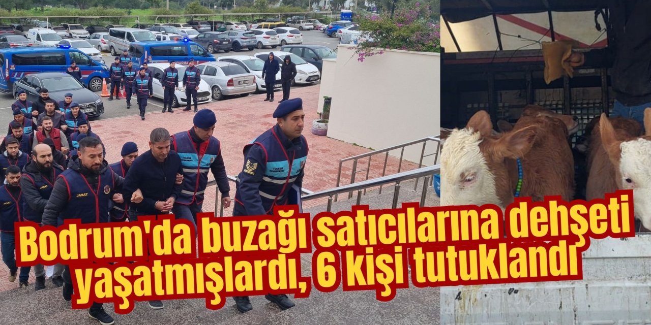 Bodrum'da buzağı satıcılarına dehşeti yaşatmışlardı, 6 kişi tutuklandı