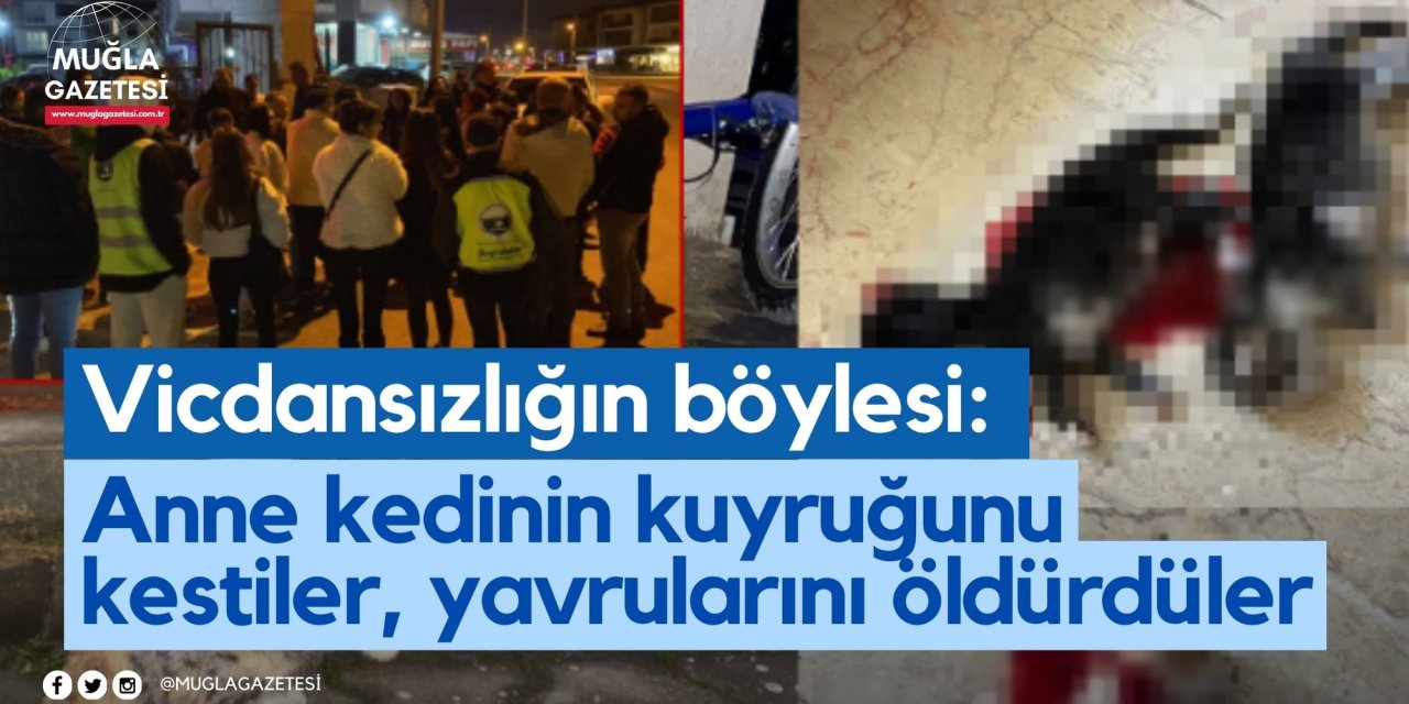 Vicdansızlığın böylesi: Anne kedinin kuyruğunu kestiler, yavrularını öldürdüler