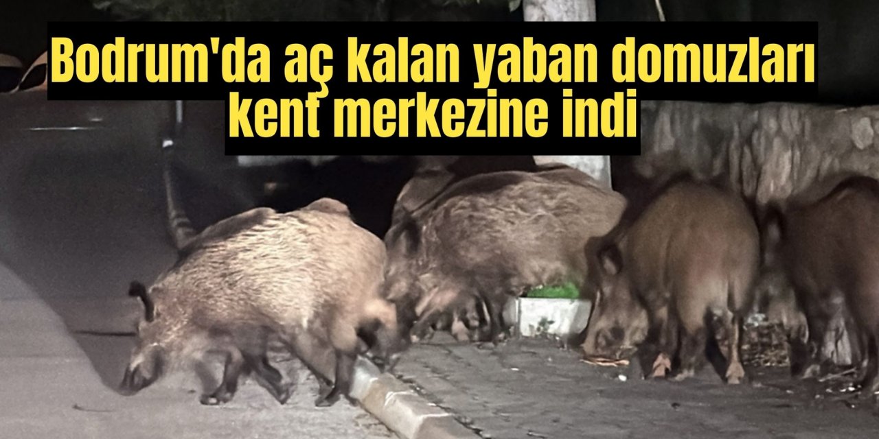 Bodrum'da aç kalan yaban domuzları kent merkezine indi