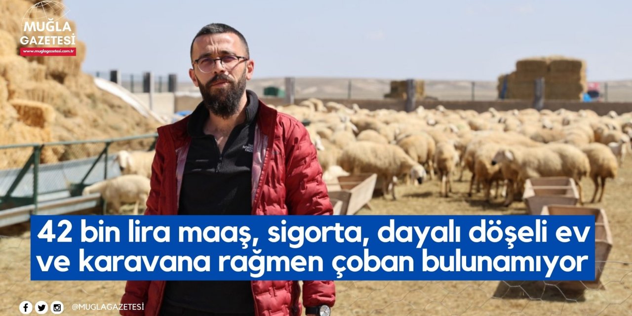 42 bin lira maaş, sigorta, dayalı döşeli ev ve karavana rağmen çoban bulunamıyor