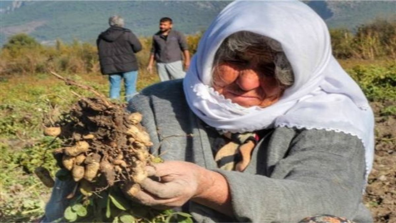 Seydikemer’de Fıstık Demonstrasyonu