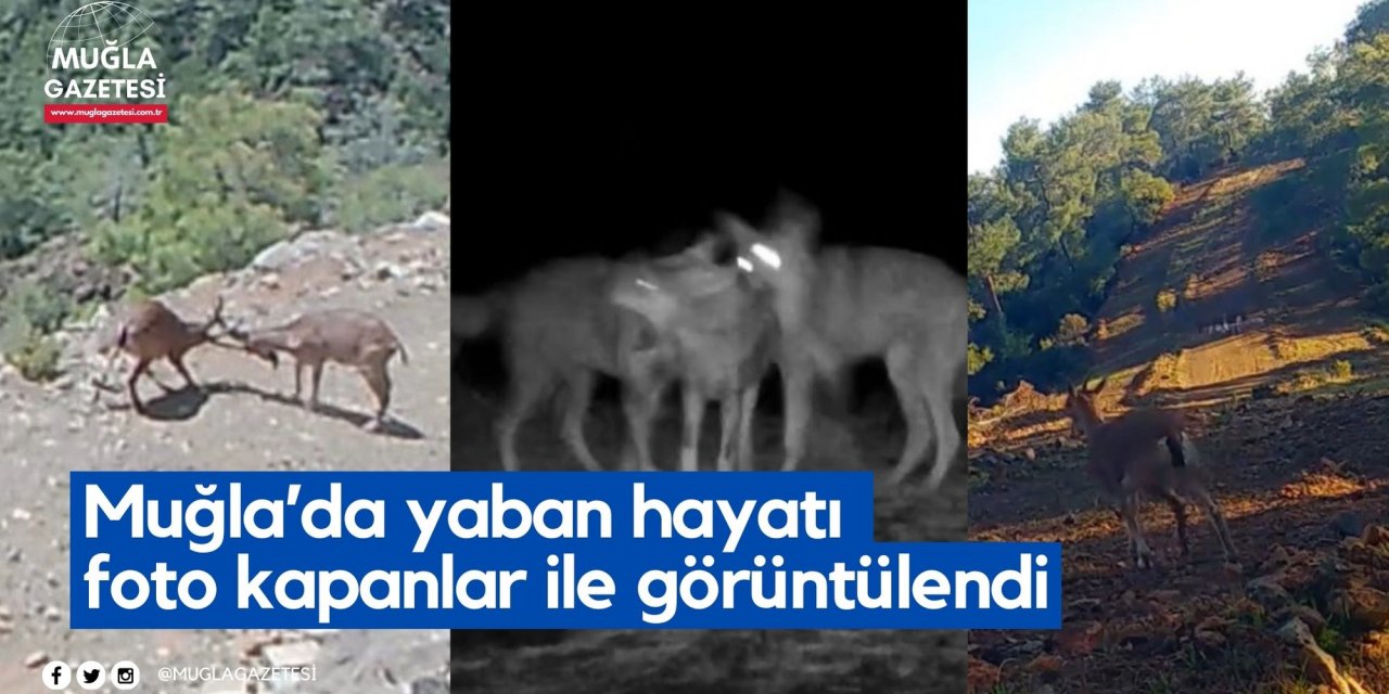 Muğla’da yaban hayatı foto kapanlar ile görüntülendi