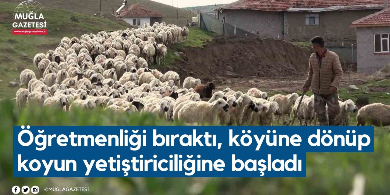 Öğretmenliği bıraktı, köyüne dönüp koyun yetiştiriciliğine başladı