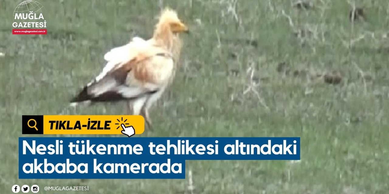 Nesli tükenme tehlikesi altındaki akbaba kamerada