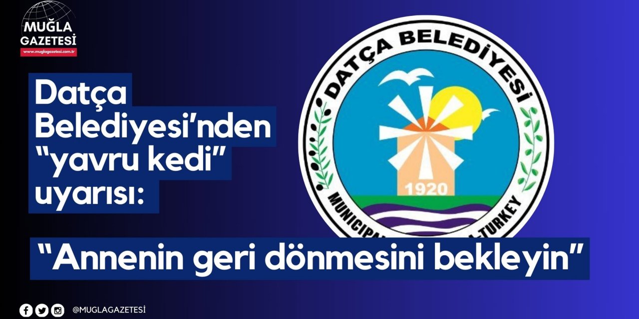 Datça Belediyesi’nden “yavru kedi” uyarısı: “Annenin geri dönmesini bekleyin”