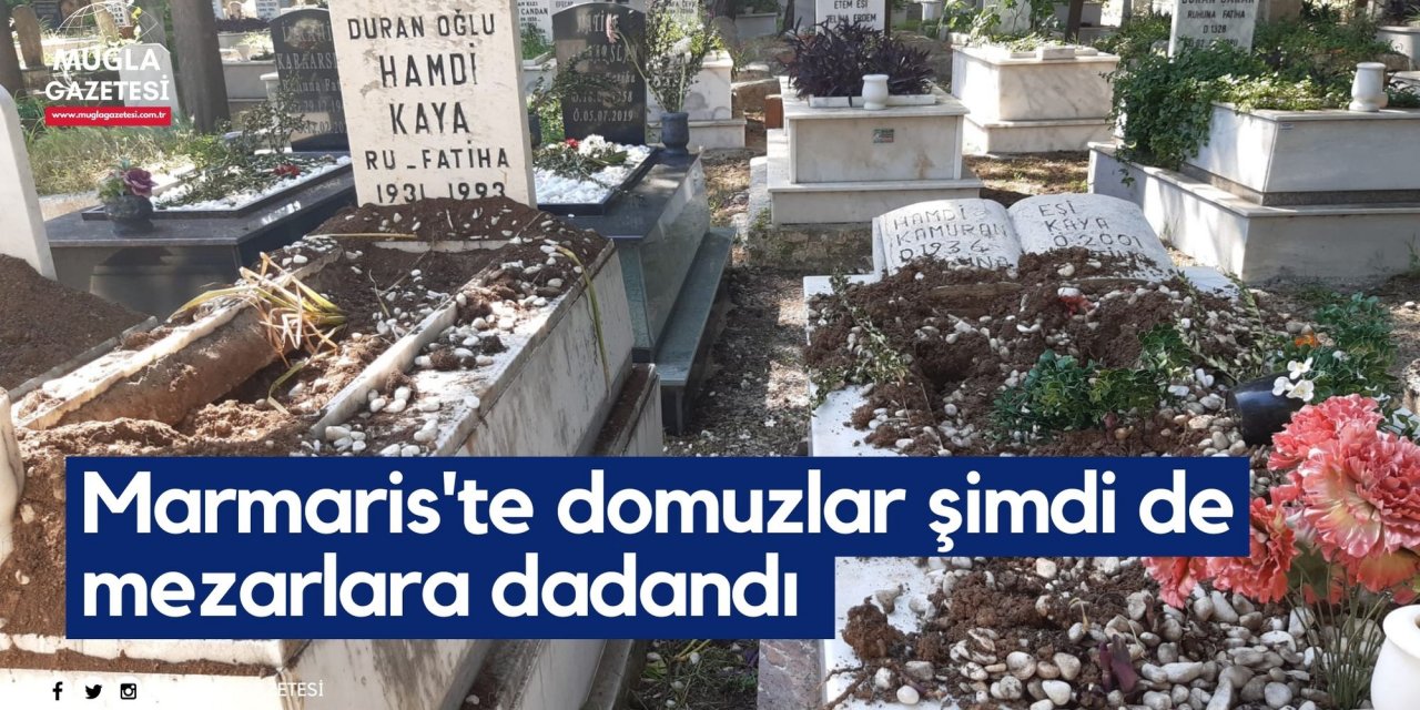 Marmaris'te domuzlar şimdi de mezarlara dadandı