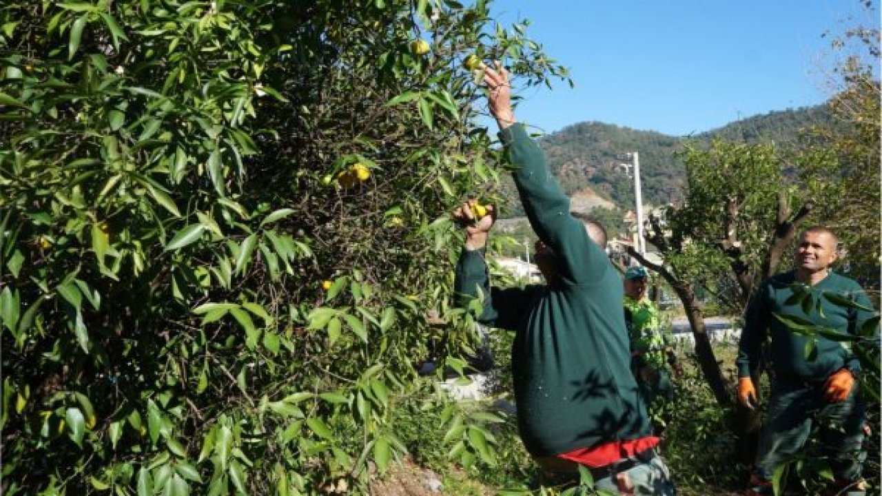 Mandalina Ağaçları Yaşatılacak