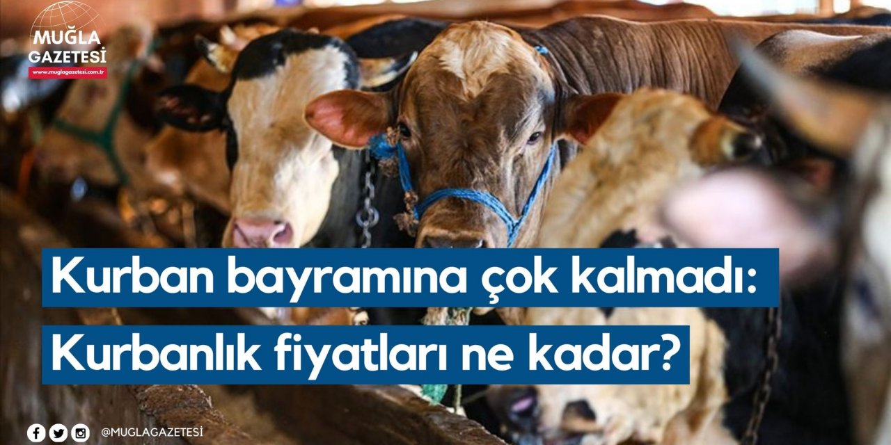 Kurban bayramına çok kalmadı: Kurbanlık fiyatları ne kadar?