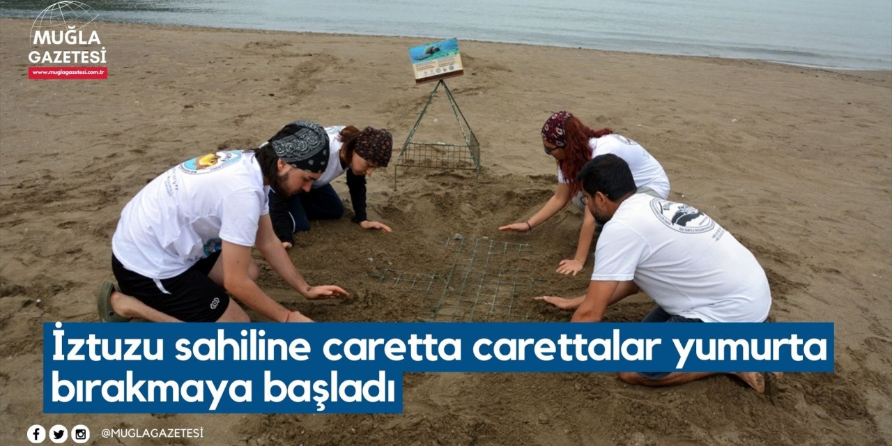 İztuzu sahiline caretta carettalar yumurta bırakmaya başladı