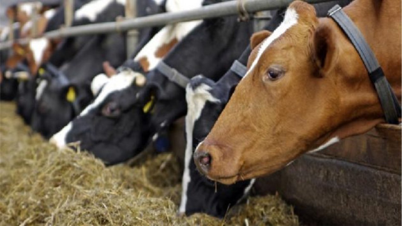 Yemlerde gümrük vergisi sıfırlandı