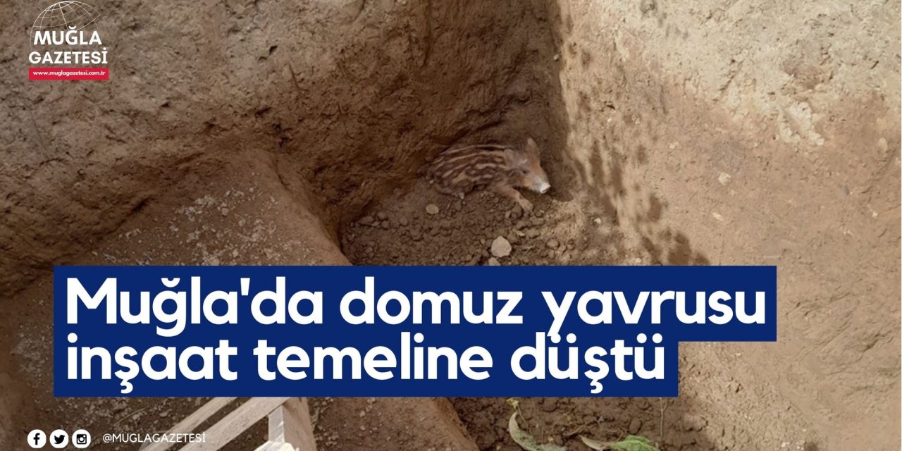 Muğla'da domuz yavrusu inşaat temeline düştü