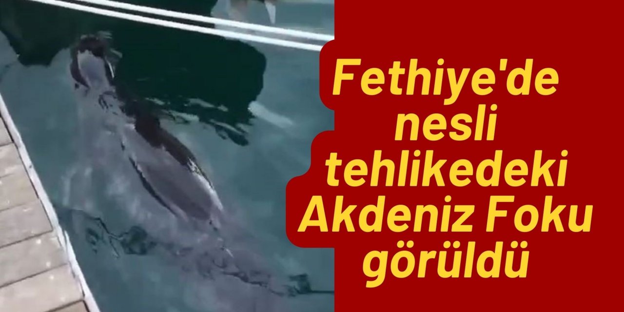 Fethiye'de nesli tehlikedeki Akdeniz Foku görüldü