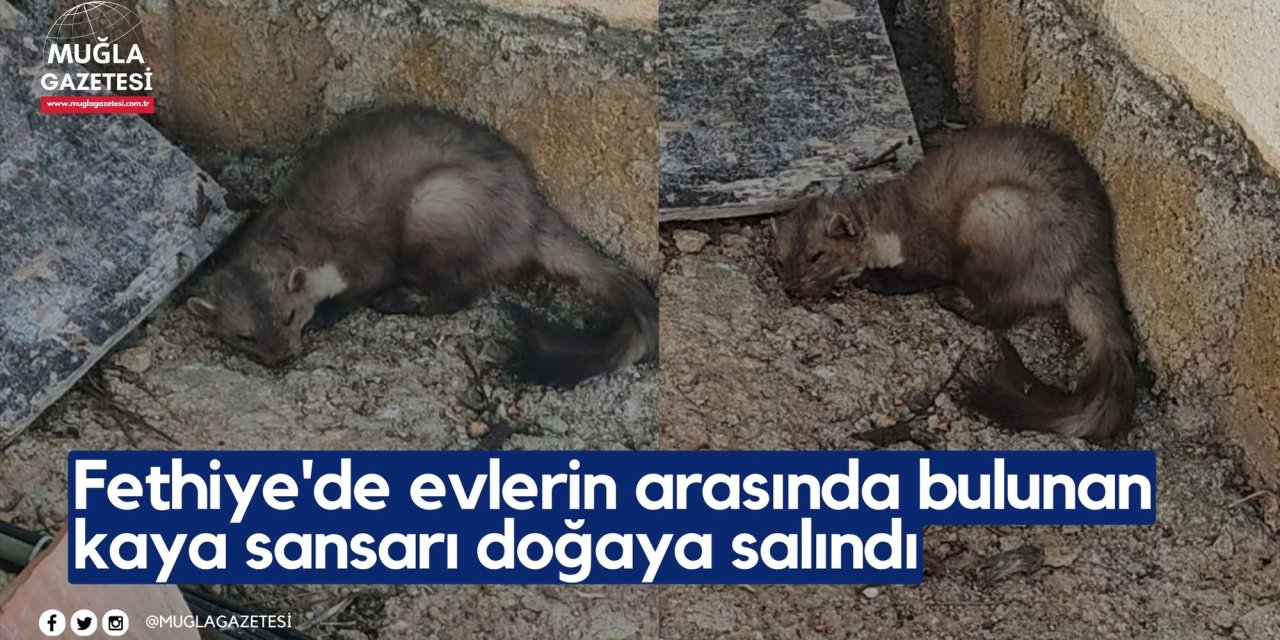 Fethiye'de evlerin arasında bulunan kaya sansarı doğaya salındı