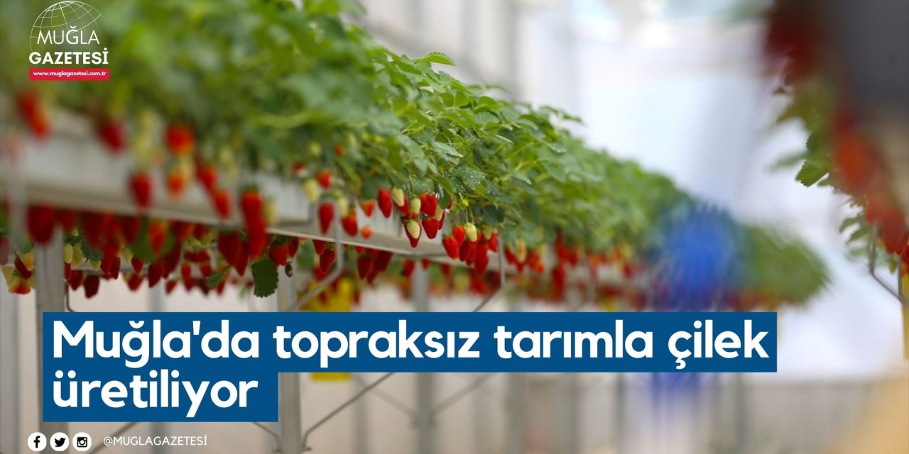 Muğla'da topraksız tarımla çilek üretiliyor