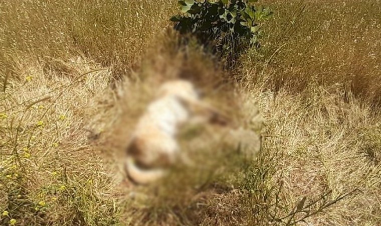 Bodrum’da kedi ve köpek katliamı!