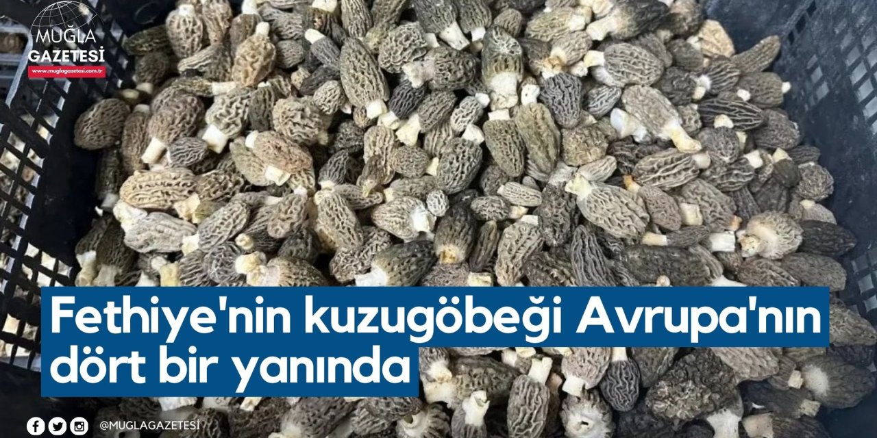 Fethiye'nin kuzugöbeği Avrupa'nın dört bir yanında