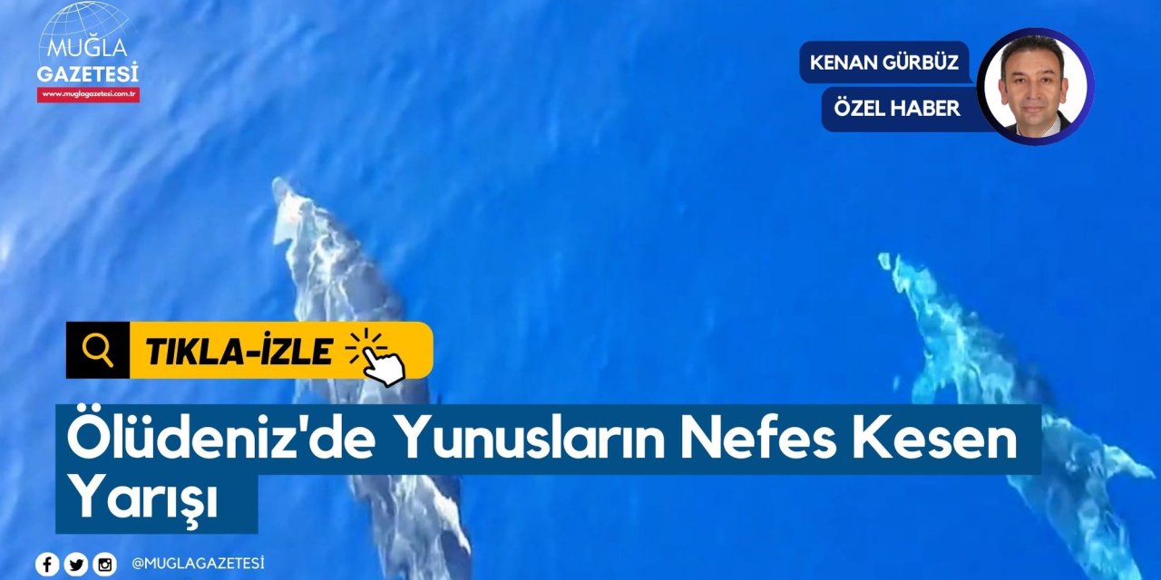Ölüdeniz'de Yunusların Nefes Kesen Yarışı