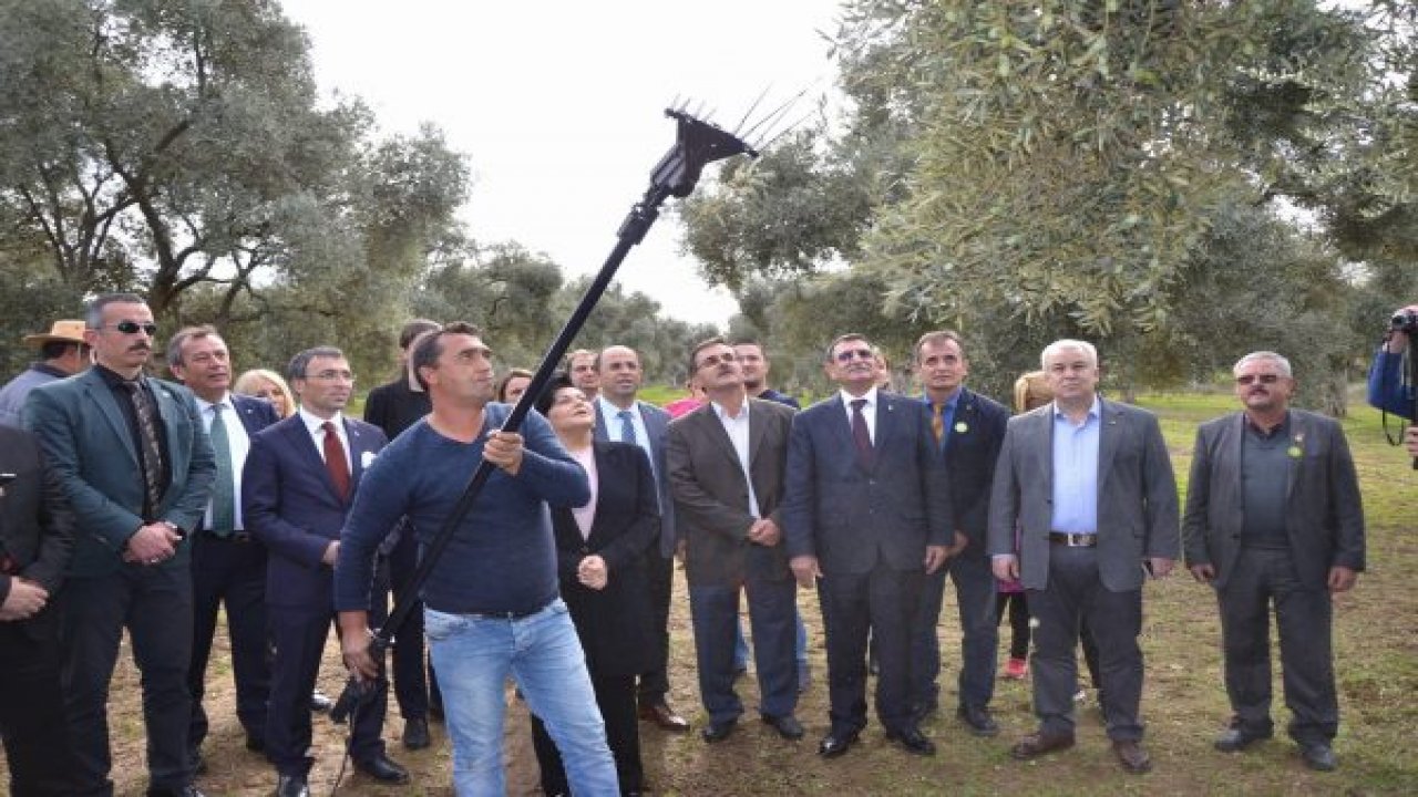 Zeytin Hasat Şenliği zamanı