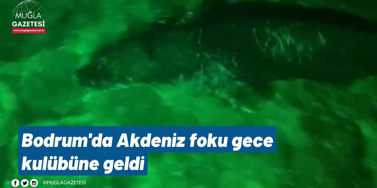 Bodrum'da Akdeniz foku gece kulübüne geldi