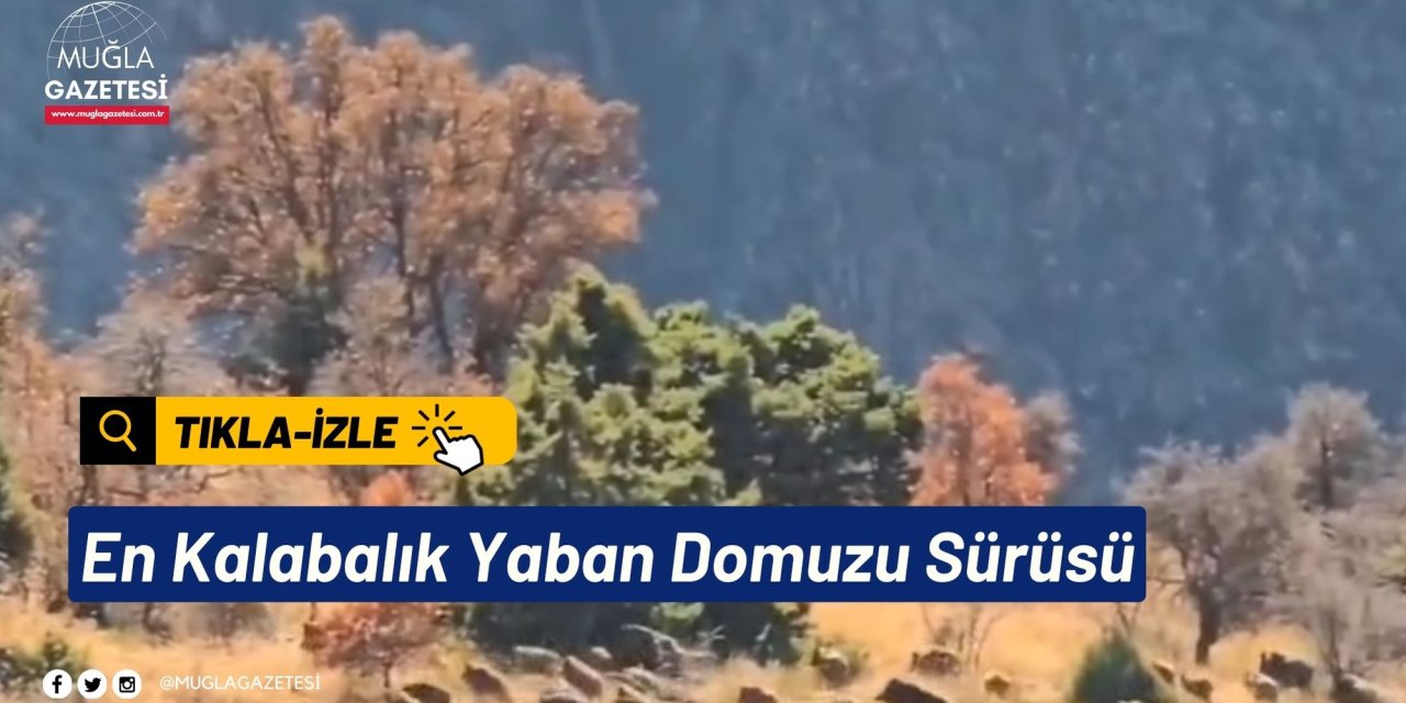 En Kalabalık Yaban Domuzu Sürüsü